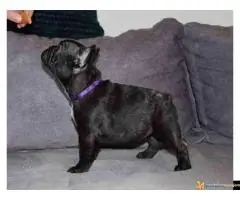 Štenci francuskog buldoga