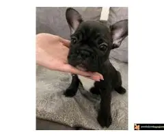 Štenci francuskog buldoga