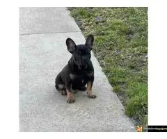 Francuski buldog – Black Ten- - 2