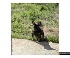 Francuski buldog – Black Ten- - 3