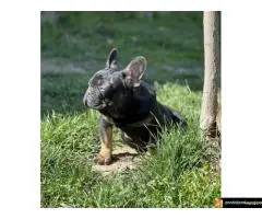 Francuski buldog – Black Ten- - 4
