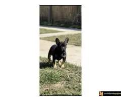 Francuski buldog – Black Ten- - 5
