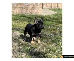 Francuski buldog – Black Ten- - 6