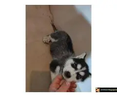 Sibirski haski stenci - 2