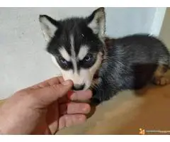 Sibirski haski stenci - 3