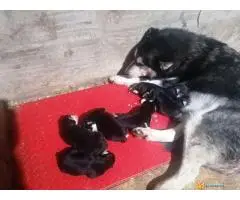 Sibirski haski stenci - 4