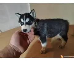 Sibirski haski stenci - 5