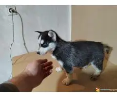 Sibirski haski stenci - 6