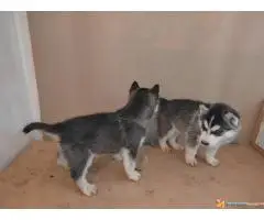 Sibirski haski stenci - 7