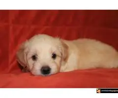 Havanski Bišon Štenci - 2