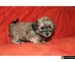 Havanski Bišon Štenci - 3