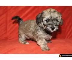 Havanski Bišon Štenci - 4