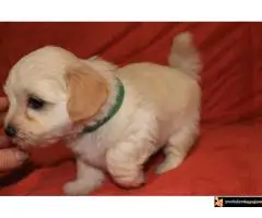 Havanski Bišon Štenci - 5