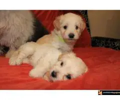 Havanski Bišon Štenci - 6