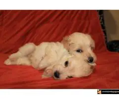 Havanski Bišon Štenci - 7