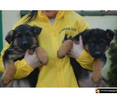 Stenci Nemackog Ovcara muzjaci/zenke