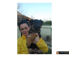 Stenci Nemackog Ovcara muzjaci/zenke