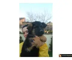 Stenci Nemackog Ovcara muzjaci/zenke