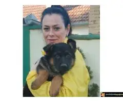 Stenci Nemackog Ovcara muzjaci/zenke