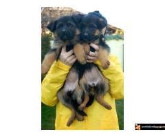 Stenci Nemackog Ovcara muzjaci/zenke