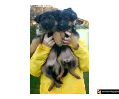 Stenci Nemackog Ovcara muzjaci/zenke