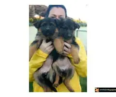 Stenci Nemackog Ovcara muzjaci/zenke - 6