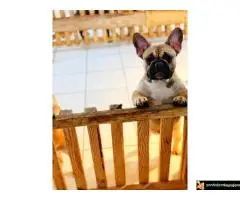 Francuski Buldog