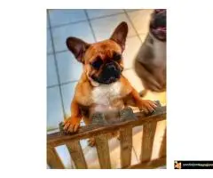 Francuski Buldog