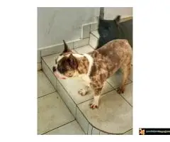 Francuski Buldog