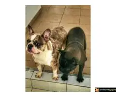 Francuski Buldog - 6