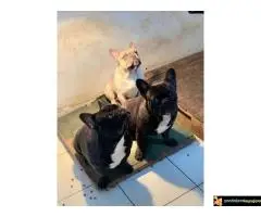 Francuski Buldog - 7