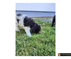 Lagoto Romanjolo Štenci - 2