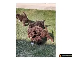 Lagoto Romanjolo Štenci - 3