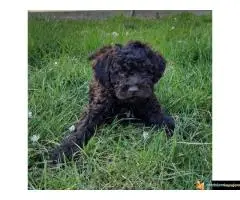 Lagoto Romanjolo Štenci - 4