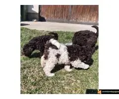 Lagoto Romanjolo Štenci - 5