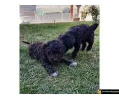 Lagoto Romanjolo Štenci - 6