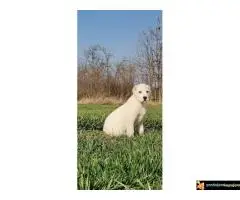 Srednjeazijski ovcar Azijat