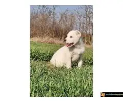 Srednjeazijski ovcar Azijat