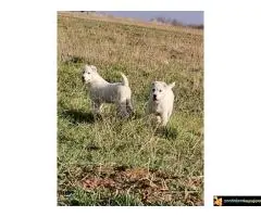 Srednjeazijski ovcar Azijat