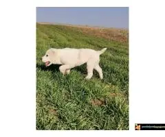 Srednjeazijski ovcar Azijat - 6