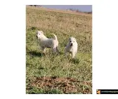 Srednjeazijski ovcar Azijat - 7