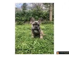 Francuski buldog