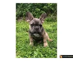 Francuski buldog