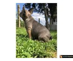 Francuski buldog - 6