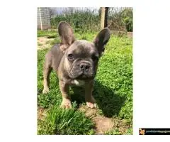 Francuski buldog - 7