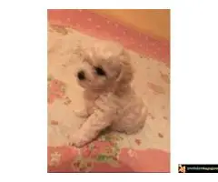 Kovrdžavi Bišon štenci