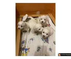 Kovrdžavi Bišon štenci