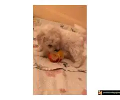 Kovrdžavi Bišon štenci - 6