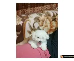 Kovrdžavi Bišon štenci - 7