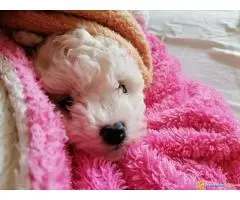 Kovrdžavi Bišon štenci